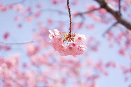 Cherry Blossoms, vişne ağacı, kiraz çiçeği, kiraz, JPG