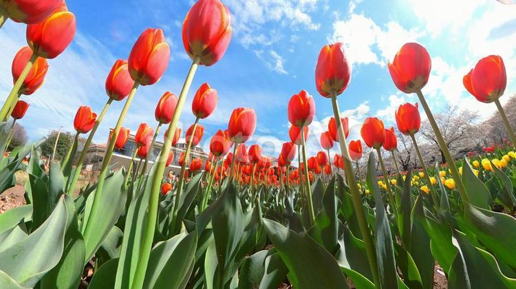 チューリップ花壇の地面から青空を見上げる チューリップ,畑,地面の写真素材