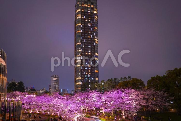 夜の桜と光るタワー 東京ミッドタウン,桜,夜景の写真素材