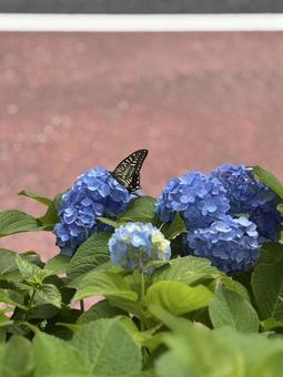 紫陽花 紫陽花の写真