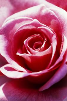 Rose flower close-up 1, JPG