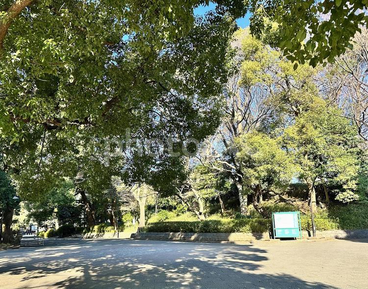 上野公園　冬の公園　台東区上野　冬 上野公園,冬の公園,台東区上野の写真素材