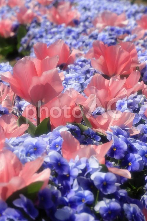 チューリップのふんわり仕立て 背景,チューリップ,風景の写真素材