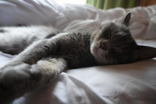 お昼寝猫 猫,動物,ペットの写真素材