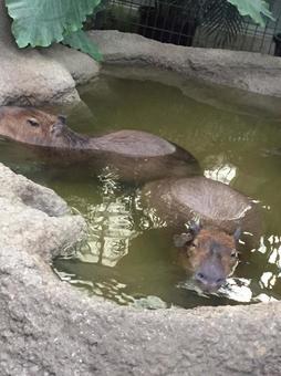 動物 動物の写真