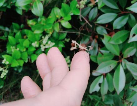 手の指に赤ちゃんカマキリが乗っている 手の指に赤ちゃんカマキリが乗っている カマキリ,赤ちゃん,手の写真素材