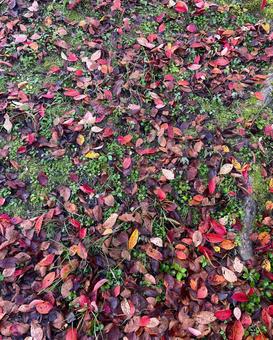 秋の風景 落ち葉,落葉,枯れ葉の写真素材