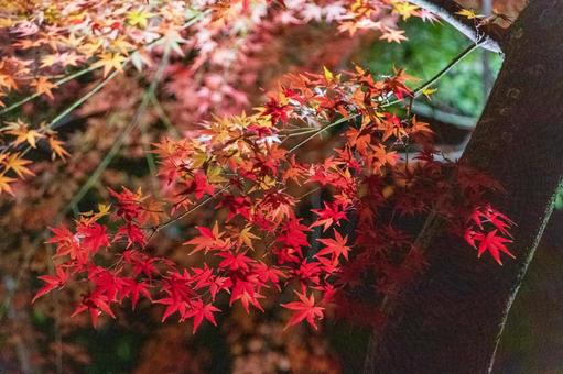 夜の紅葉5 夜の紅葉5の写真
