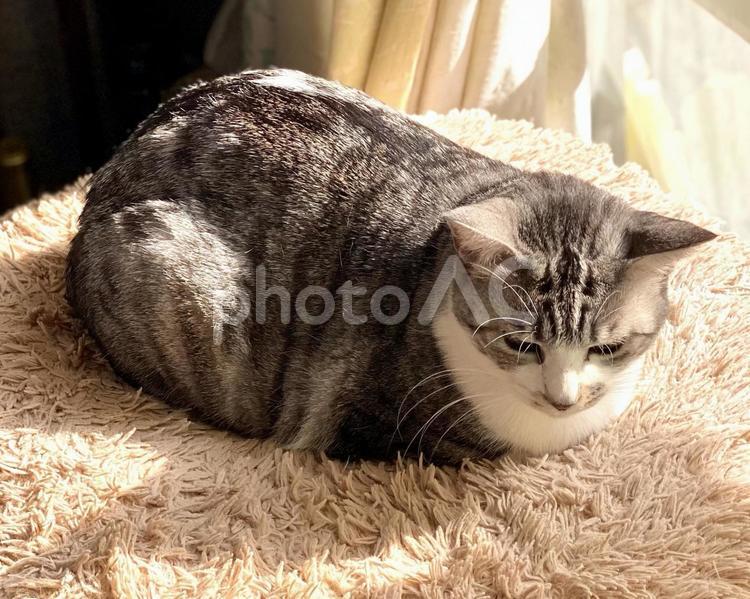 窓際でまったりするサバ白にゃんこさん 猫,可愛い,サバシロの写真素材