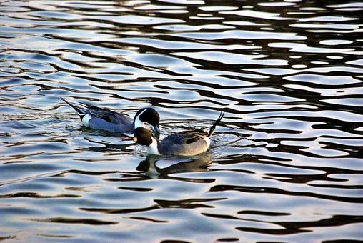 カモの遊ぶ冬の池 オナガガモ,鴨,オスの写真素材
