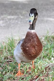 カモ カモの写真