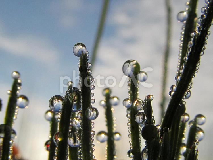 水滴とスギナと朝日Water drops 水滴,すいてき,waterの写真素材