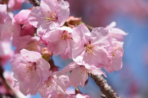 河津桜 河津桜の写真