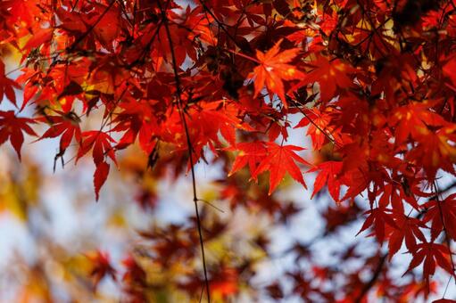 日差しを浴びて色づく紅葉 紅葉,秋,風景の写真素材
