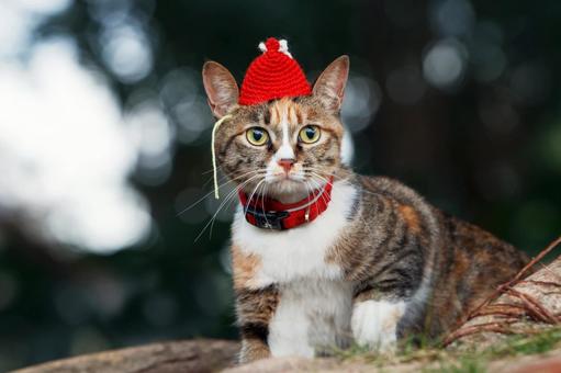 ペットの猫 ペットの猫 猫,にゃんこ,ペットの写真素材