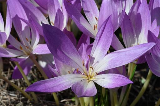近所の庭に咲いたコルチカムの花 近所の庭に咲いたコルチカムの花の写真