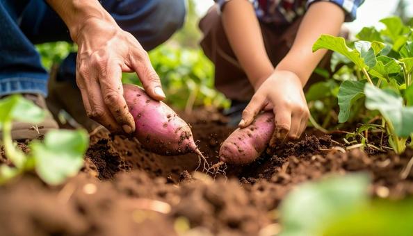 サツマイモ掘りをする子供の手 顔無し サツマイモ掘りをする子供の手 顔無しの写真