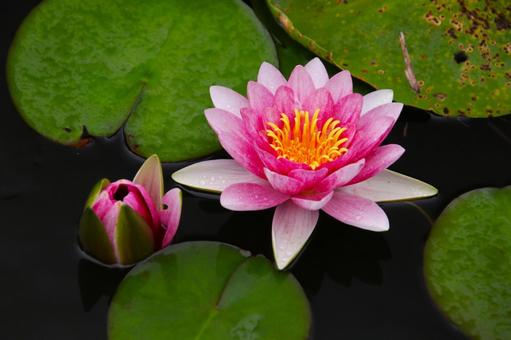 水面に浮かぶピンクの睡蓮の花 スイレン,睡蓮,池の写真素材