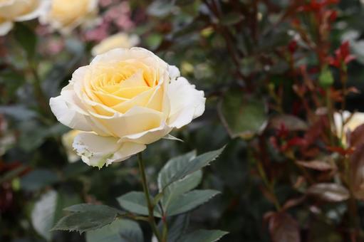 バラ園で淡い色の薔薇を撮りました バラ園で淡い色の薔薇を撮りましたの写真