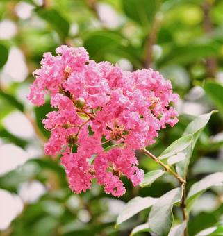 ピンクの花 ピンクの花の写真
