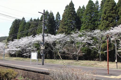Photo, ohata station, line, cherry blossoms, 