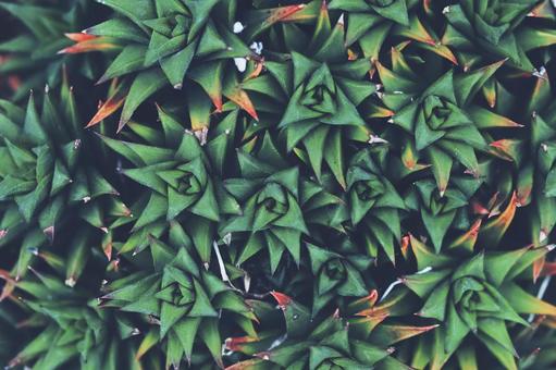 サボテン サボテン 緑,植物,サボテンの写真素材
