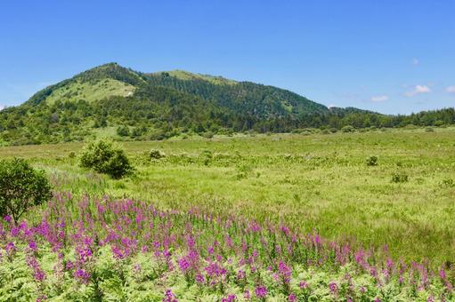 八島湿原 八島湿原の写真