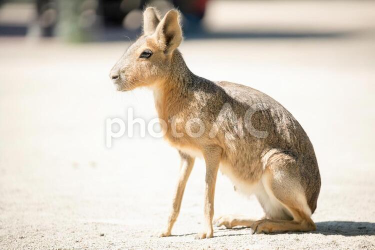 昼下がりの動物園 動物園,昼,晴の写真素材