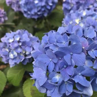 Hydrangea, JPG
