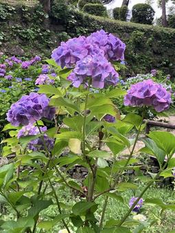 Hydrangea, JPG