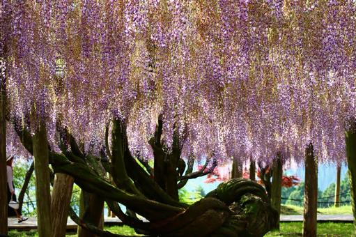 藤棚 藤,ふじ,藤の花の写真素材