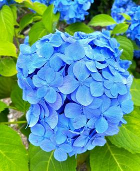 あじさい 青 梅雨 6月 花 あじさい 青 梅雨 6月 花の写真
