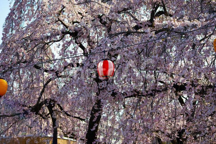 桜と提灯　その2 ソメイヨシノ,アップ,提灯の写真素材
