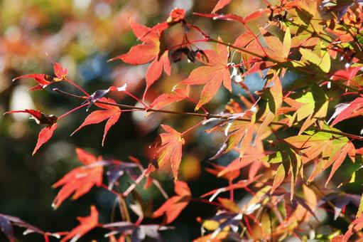 コウヨウ・紅葉　自然風景 樹木,葉,色づくの写真素材