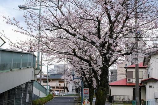 武蔵浦和の遊歩道の桜 武蔵浦和の遊歩道の桜 武蔵浦和,桜,花見の写真素材
