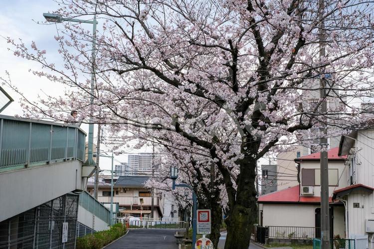 武蔵浦和の遊歩道の桜 武蔵浦和,桜,花見の写真素材