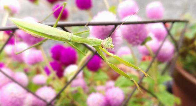Cinnamon and praying mantis, JPG Cinnamon and praying mantis, JPG