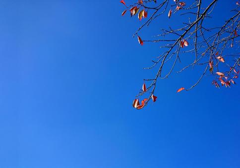 哀愁の秋・枯葉の季節 哀愁の秋・枯葉の季節 紅葉,枯葉,秋の写真素材