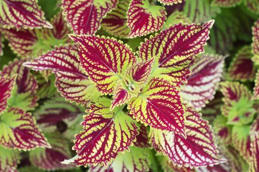 赤と緑のコリウスの写真