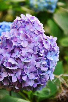 紫陽花 紫陽花,花,花びらの写真素材