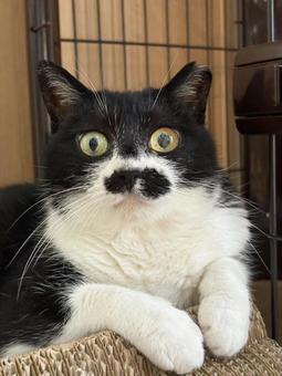 びっくりねこ びっくりねこ びっくり,びっくり顔,ねこの写真素材