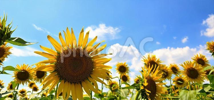 素材画像～ひまわり03～ 空,ヒマワリ,暑いの写真素材