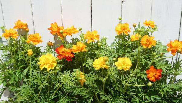 カラフルな夏の花 黄花コスモス カラフルな夏の花 黄花コスモスの写真