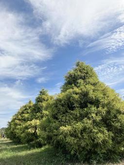 秋空と緑 秋空と緑の写真
