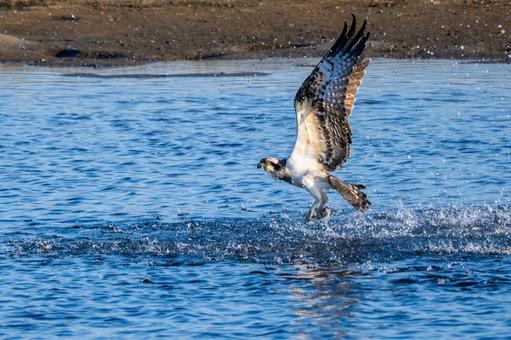 ミサゴ(96) 鳥,ミサゴ,ウオタカの写真素材