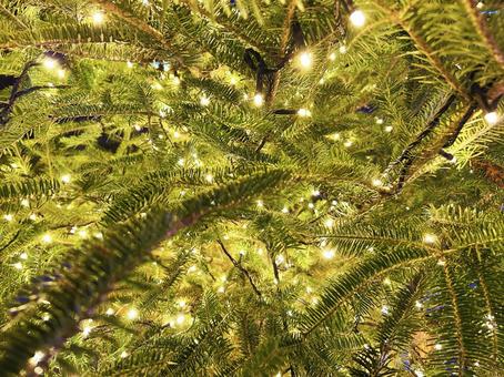 光り輝くモミの木 モミの木,光,輝くの写真素材