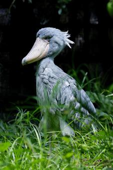 ハシビロコウ ハシビロコウ ハシビロコウ,ペリカン目,鳥の写真素材