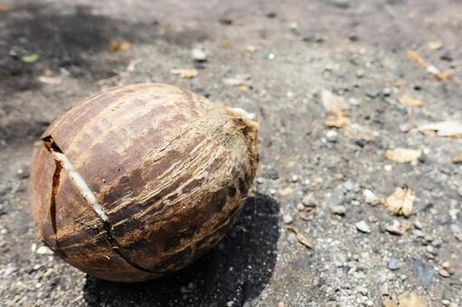 地面に落ちた割れたココナッツ ココナッツ,ヤシの実,割れたの写真素材
