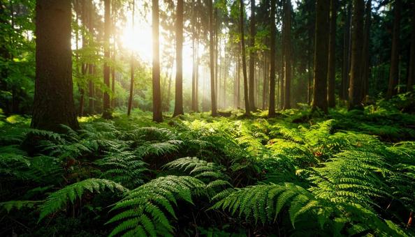 湿った森林の中で生い茂るシダ植物の写真