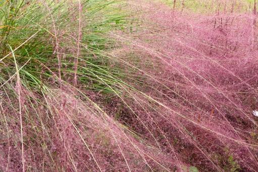 秋に咲くミューレンベルギア・カピラリス 秋に咲くミューレンベルギア・カピラリスの写真